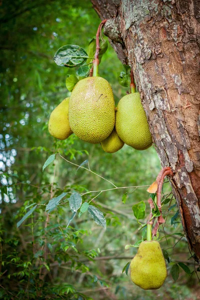 植物 fenne (パラミツ) 熱帯のスリランカの庭で成長するいるとジャック フルーツ ツリー — ストック写真