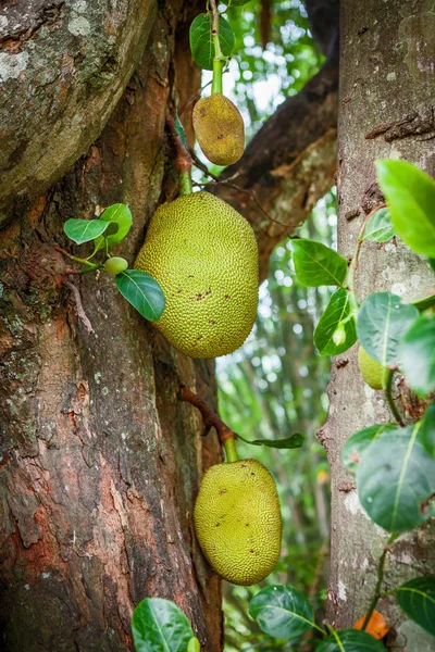 Jackfruit (Artocarpus heterophyllus) or fenne growing on a jack fruit tree in a tropical garden in Sri Lanka — Stock Photo, Image