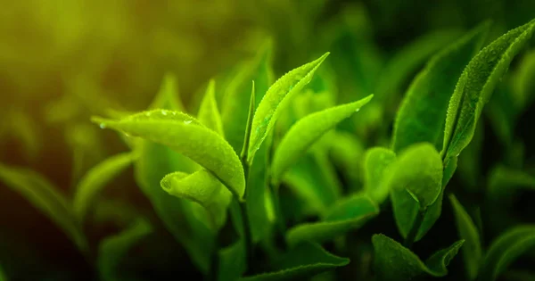 Primer plano hojas de té verde fresco en una plantación de té por la mañana . — Foto de Stock
