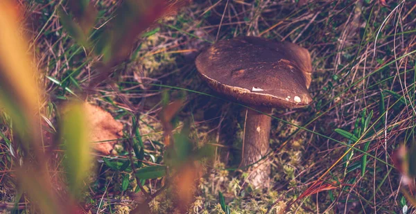Boletus mushroom growing on natural wooden background in the wetland in the autumn forest. Selective focus, toned — Stock Photo, Image
