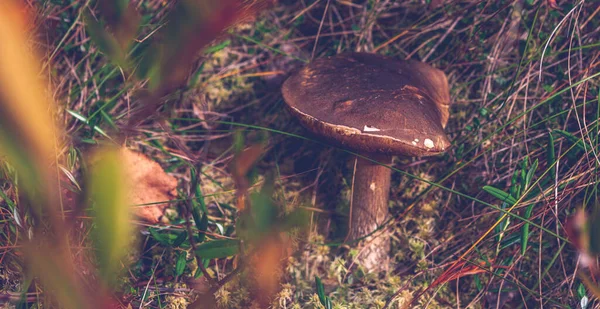 Το μανιτάρι Boletus αναπτύσσεται σε φυσικό ξύλινο φόντο στον υγρότοπο του φθινοπωρινού δάσους. Επιλεκτική εστίαση, τονισμένη — Φωτογραφία Αρχείου