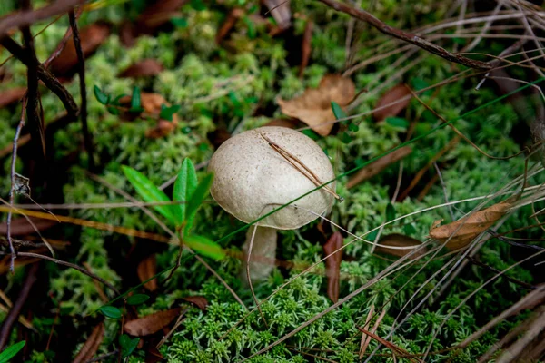 Βρώσιμα μανιτάρια Boletus αναπτύσσονται σε καταπληκτικό πράσινο χαλί από βρύα, στον υγρότοπο του φθινοπώρου δάσους. Κοντινό πλάνο λευκό boletus edulis σε ξύλινο φυσικό φόντο. — Φωτογραφία Αρχείου