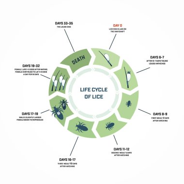 Life cycle of lice clipart