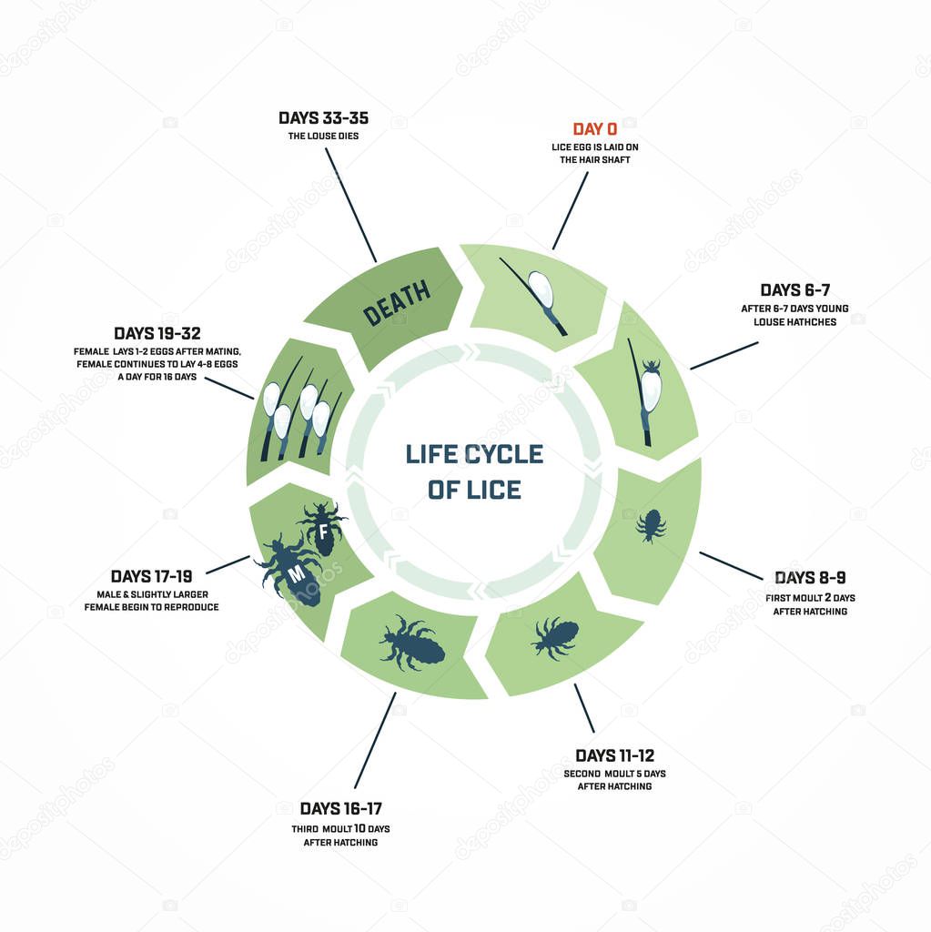Life cycle of lice
