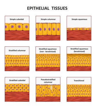 Different types of epithelial tissue collection. clipart