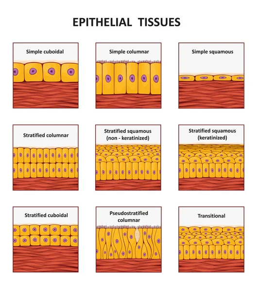 Différents types de collection de tissus épithéliaux . — Image vectorielle