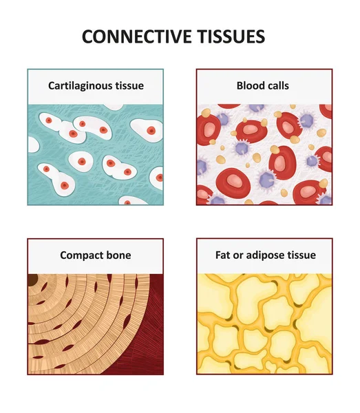 Connective tissues. Human anatomy — Stock Vector