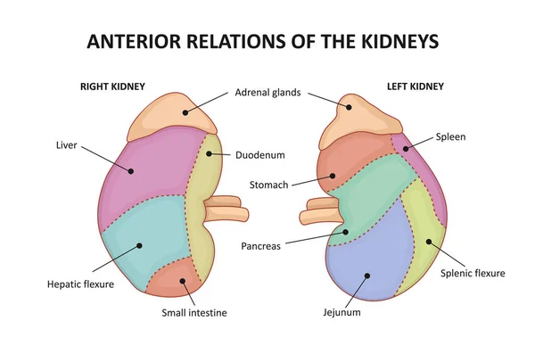 Áreas de contacto con órganos adyacentes riñones — Vector de stock