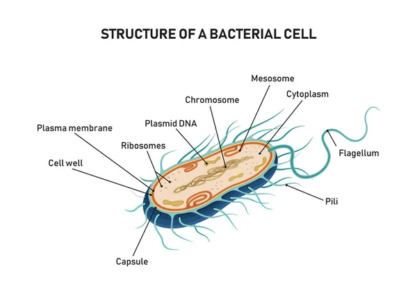 Structure of a bacterial cell — Stock Vector