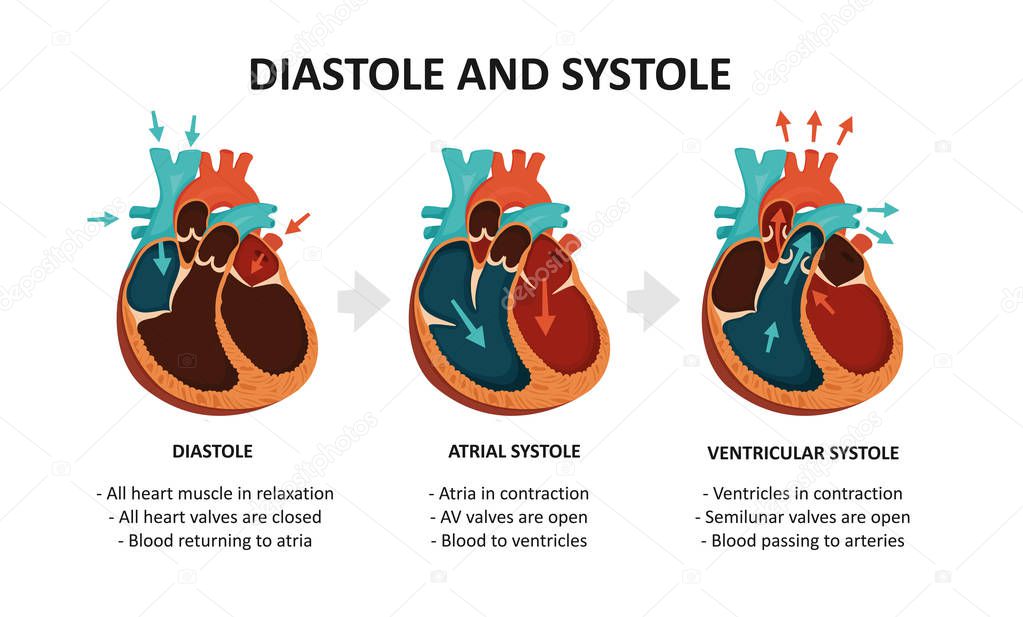 Diastole And Systole. Cardiac cycle — Stock Vector © nnfotograf #275452410