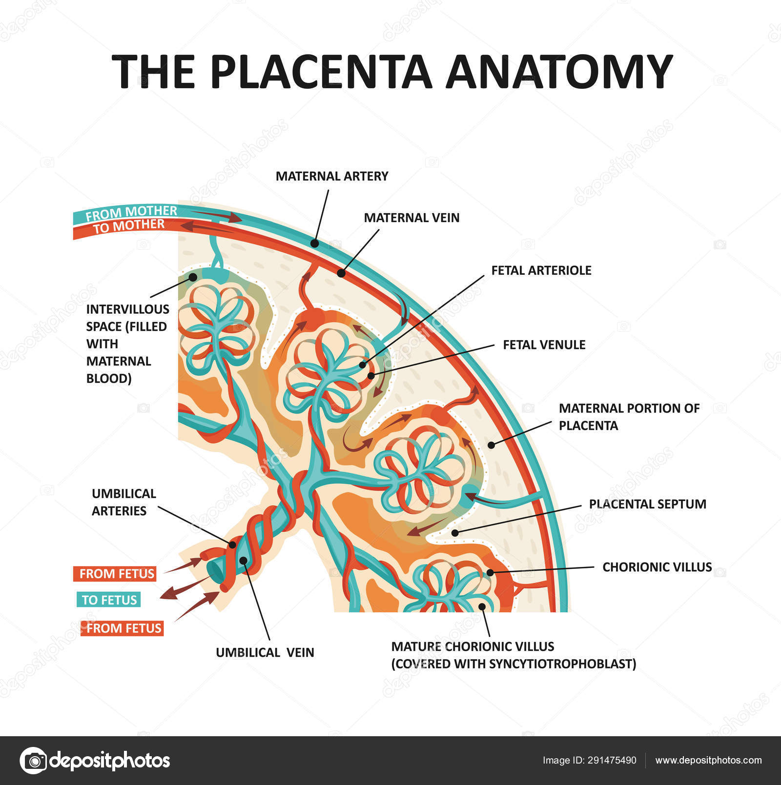 Human Fetus Placenta Anatomy. Placental structure and circulation. Stock Vector Image by ©nnfotograf #291475490 Human Fetus Placenta Anatomy. Placental structure and circulation. Stock Vector Image by ©nnfotograf #291475490