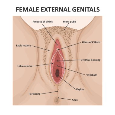 Kadın dış genital organları. Tıbbi poster kadın anatomisi vajina