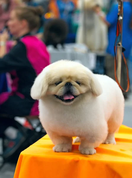Egy pekingi kutya arckép. — Stock Fotó