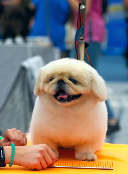 Um cão pekingese na mesa de preparação — Fotografia de Stock