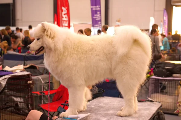 Beyaz Laika köpek portresi.
