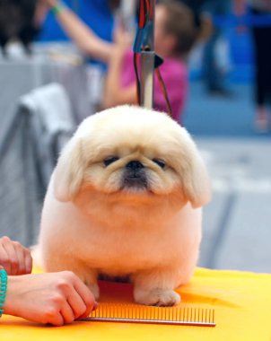 Damat masasında pekin köpeği