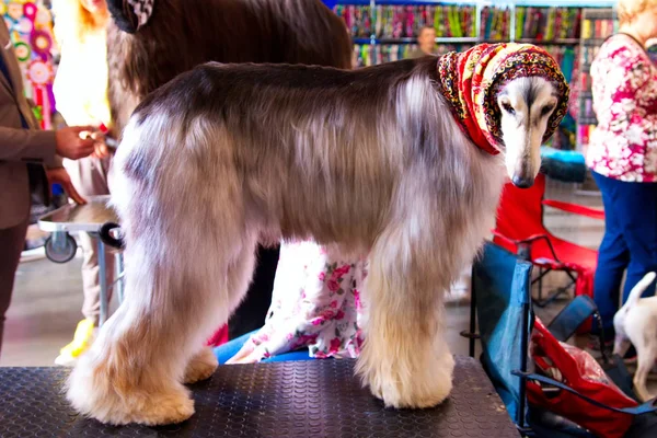 O cão afegão . — Fotografia de Stock