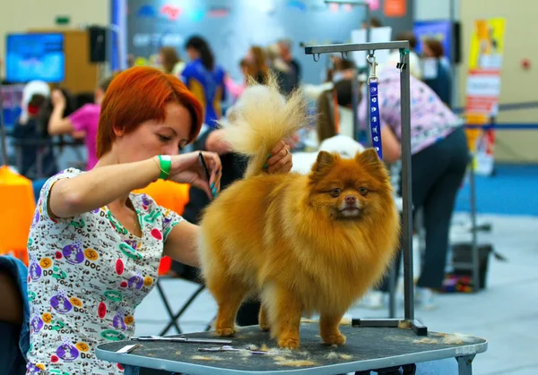 Damat köpek kılı kesme.