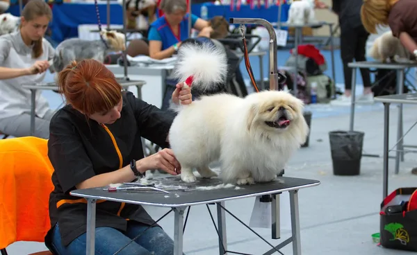 Groomer está cortando um pêlo de cão . — Fotografia de Stock