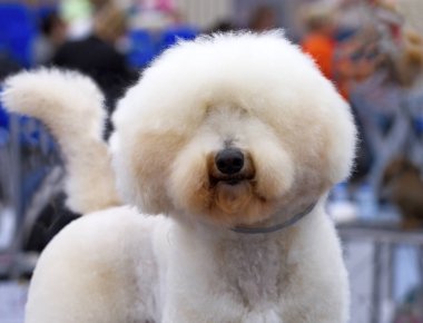 Sevimli beyaz köpek.