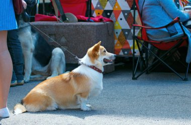 Sevimli bir Galce Corgi köpek. 