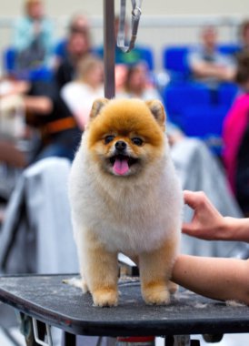Damat masasında sevimli küçük köpek.