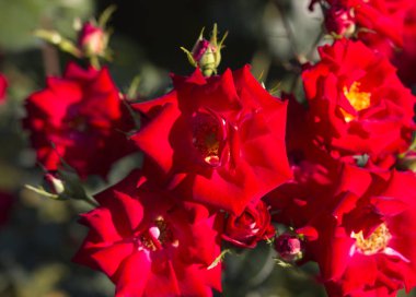 tatlı güzel kırmızı gül.