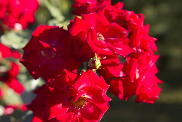Closeup της όμορφα κόκκινα τριαντάφυλλα. — Φωτογραφία Αρχείου