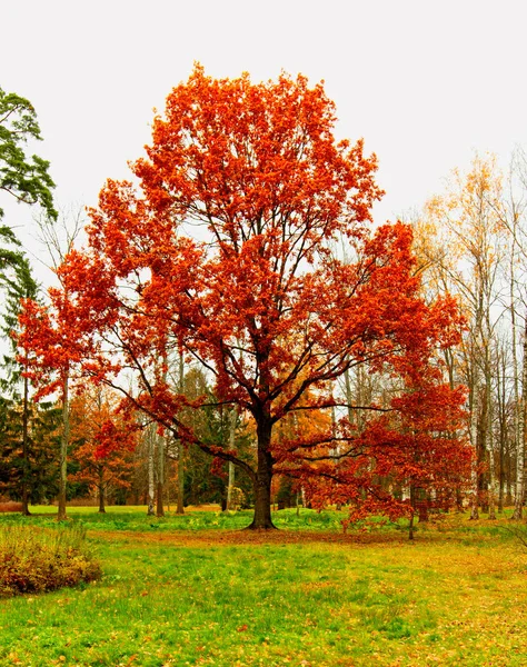 Большой осенний дуб в ландшафтном парке . — стоковое фото