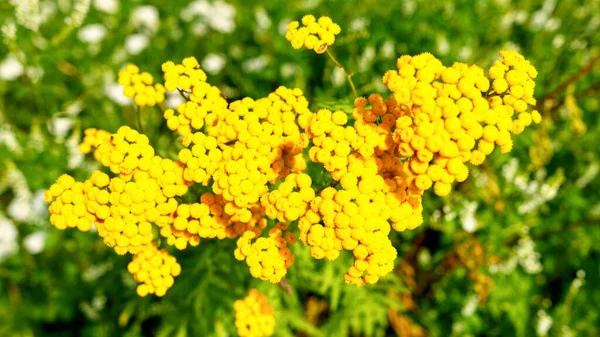 Tansy Tanacetum Vulgare Vild Växt Sommaren — Stockfoto