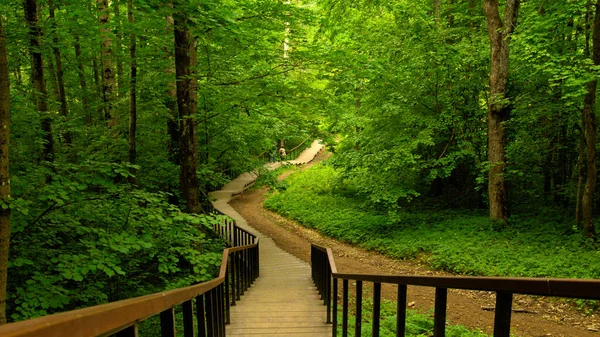 Treppen Laubwald Einem Sommertag Auf Duderhofener Höhen Russland — Stockfoto