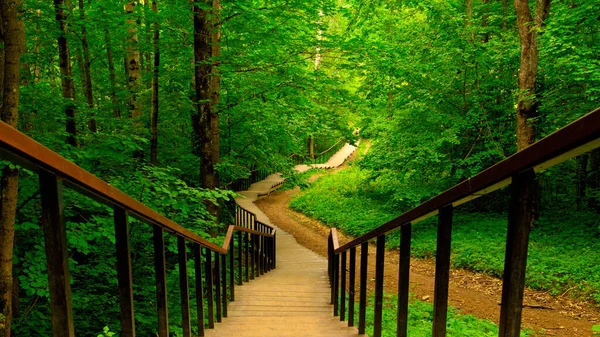 Schody Lesie Liściastym Letni Dzień Wysokościach Duderhof Rosja — Zdjęcie stockowe