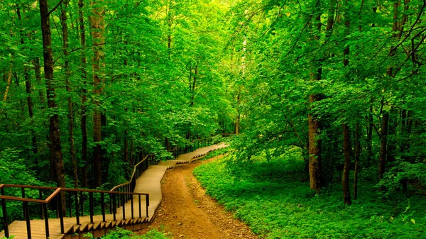 Escaleras Bosque Caducifolio Día Verano Las Alturas Duderhof Rusia —  Fotos de Stock