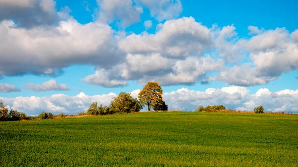 Sonbahar zamanı bir tepenin üzerinde yalnız bir ağaç.