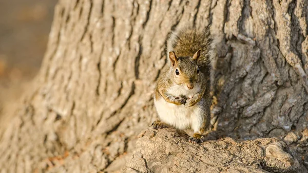 Cute Brown Squirrel Sitting Tree Close — Stock Photo, Image