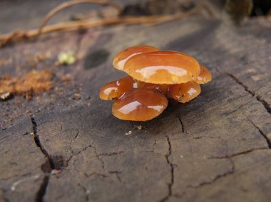 Log üzerinde küçük mantar