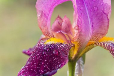 Iris ile su damlaları