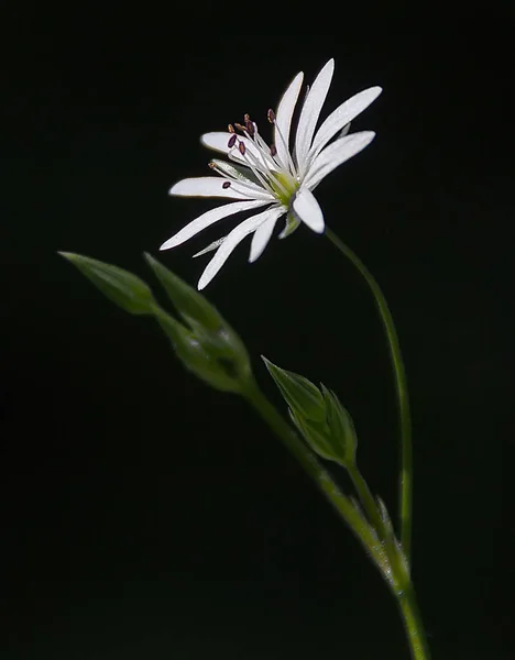 Άσπρο Λουλούδι Άνοιξη Στο Σκοτάδι — Φωτογραφία Αρχείου