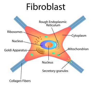 Fibroblast bir deri hücresidir. Fibroblast hücre yapısı.