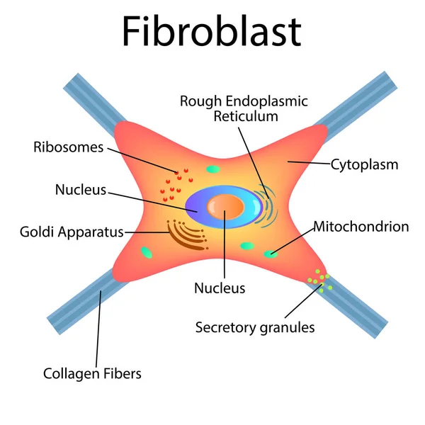 Il fibroblasto è una cellula del derma. Struttura della cellula fibroblastica. — Vettoriale Stock