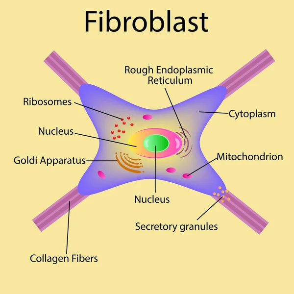 O fibroblasto é uma célula da derme. Estrutura da célula de fibroblastos. — Vetor de Stock