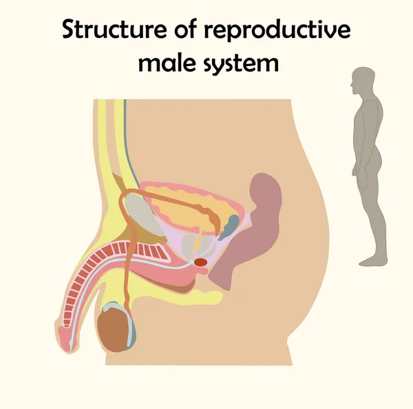 Диаграмма биологии мужской репродуктивной системы образования — стоковый вектор