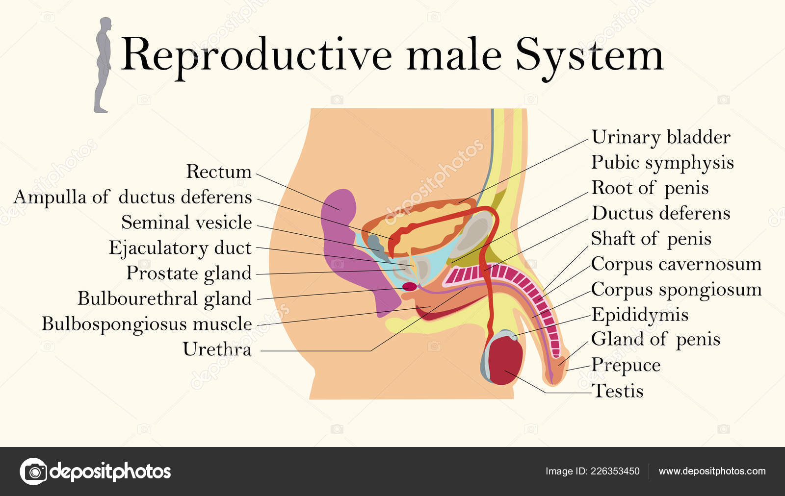 Reproductive System Chart