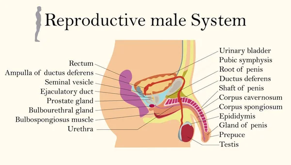Education Chart of Biology for Male Reproductive System Diagram — Stock Vector