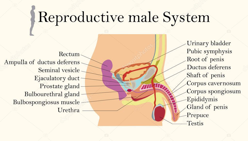 Education Chart of Biology for Male Reproductive System Diagram