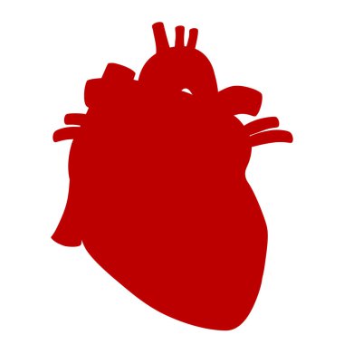 İnsan kalbinin anatomik vektör illüstrasyon izole beyaz arka plan üzerinde