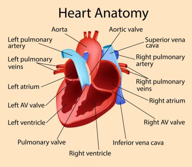 Kalp, insan organik Part vektör anatomik çizim.