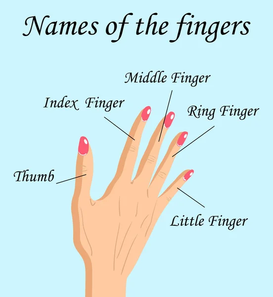 Fingers Names of Human Body Parts, vector cartoon illustration of human fingers and its names. Vector Graphics