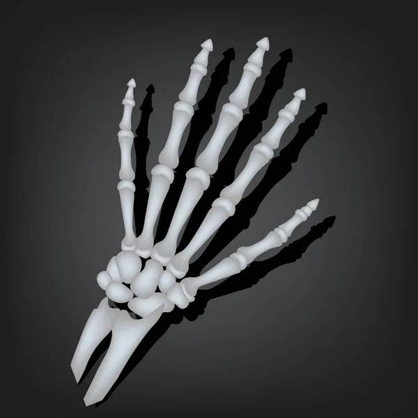 Eine Skeletthand in realistischem Stil, Vektorillustration — Stockvektor