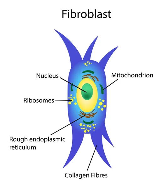 Ilustración vectorial. La fibroblastía es una célula dermis. Estructura de la célula de fibroblastos . — Vector de stock